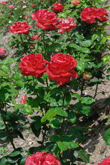 Ave Maria roses blooming with salmon-orange flowers. Hybrid tea rose fragrant plant. Vertical photo of red scented roses garden.