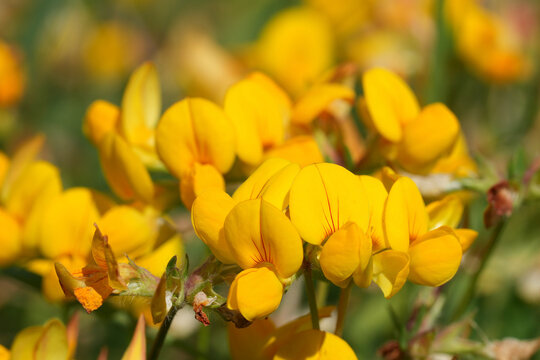 Closeup on bright and rich yellow flowering birdsfoot deervetch or trefoil, Lotus corniculatus