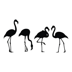 Silhouette of four elegant flamingos standing in diverse poses vector