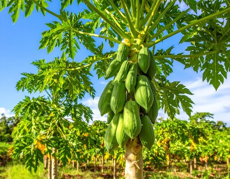 Lush papaya tree with fruits - Powered by Adobe