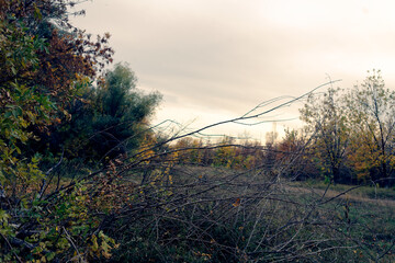 Bare Tree Branches at Dusk in Autumn Park With Warm Light and Evergreens