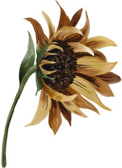 Hand-painted Watercolor Autumn Sunflower Illustration