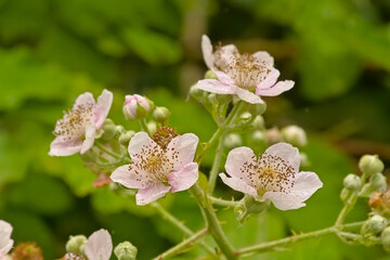 . Soft pink blackberry flowers and buds in spring - Rubus fruticosus
