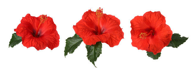 Three bright red hibiscus flowers isolated on white, set