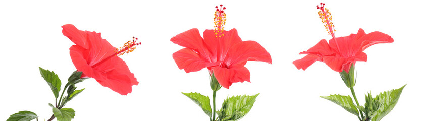 Fototapeta premium Three bright red hibiscus flowers isolated on white, set