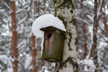 Birdhouse in tree in winter snow