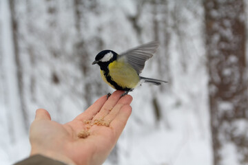Fototapeta premium Great tit bird perched on human hand in snowy park