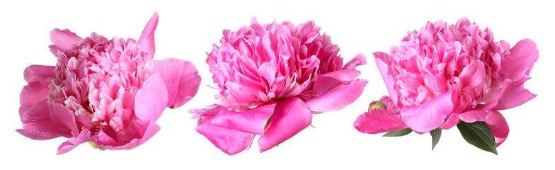Three pink peony flowers isolated on white, set