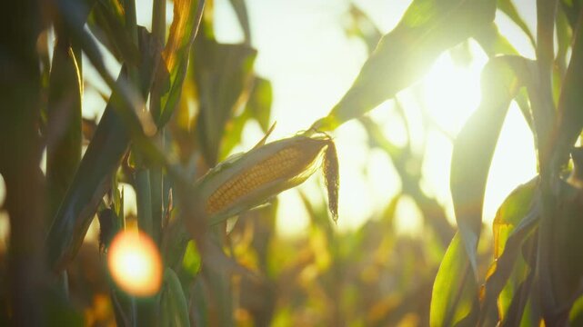 A close-up view captures a single ear of corn hanging among tall green stalks. The sun shines brightly, illuminating the cornfield in the late afternoon