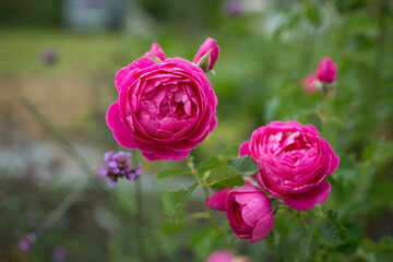 A pink rose blooms in the garden. Floribunda rose Empereur Charles IV