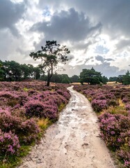 Dirt path meandering through a field of purple heather under a cloudy sky