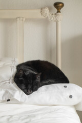 cute black cat sleeping on polka dot pillow on human bed