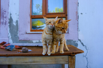 The stray cats embraced each other with love. Yellow cats, orange stray cats, abandoned and homeless.