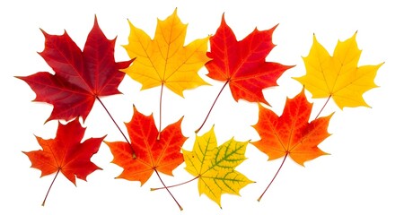 Fototapeta premium Colorful Maple Leaves Isolated on White Background