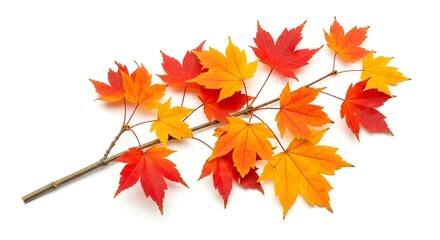 Fototapeta premium Branch with Bright Autumn Maple Leaves Isolated on White Background