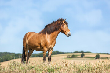 Obraz premium Strong buckskin Icelandic horse standing proudly on a dry summer field with blue sky and rolling countryside hills. Natural rural atmosphere capturing the power and serenity of the hardy breed.