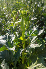 Okra plant or Lady's Finger vegetable trees in farm agricultural gardens.