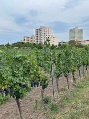 Weingarten am Stadtrand.