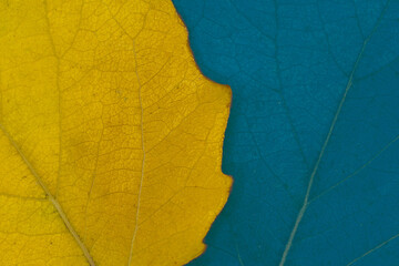 Coloured Overlapping Leafs