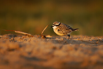 Kittlitzs Plover - Charadrius pecuarius small shorebird in Charadriidae, breeds near coastal and inland saltmarshes, riverbanks or grasslands, native to Africa, the Nile Delta and Madagascar