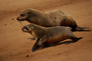 Cape fur seal or Afro-Australian fur seal Arctocephalus pusillus, species of fur seal on the coast of Namibia, sea mammals and their life on the beach, baby and adults in colony