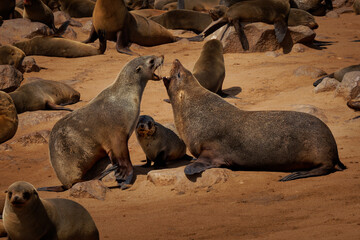 Cape fur seal or Afro-Australian fur seal Arctocephalus pusillus, species of fur seal on the coast of Namibia, sea mammals and their life on the beach, baby and adults in colony