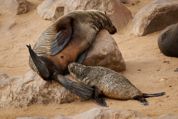 Cape fur seal or Afro-Australian fur seal Arctocephalus pusillus, species of fur seal on the coast of Namibia, sea mammals and their life on the beach, baby and adults in colony