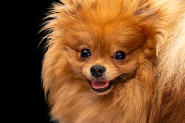 Close-up studio portrait of a fluffy orange Pomeranian puppy dog, happy and smiling with its tongue slightly out on a black background