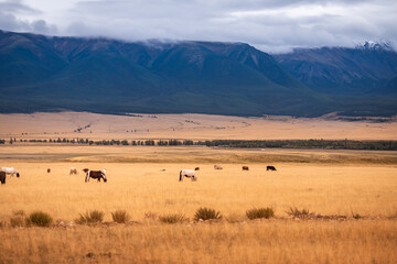 Fototapeta premium Horses and cow on ranch with mountains with clouds and yellow field, autumn nature landscape