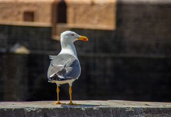 close up of a seagull on a pier