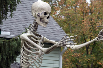 Skeleton models at Halloween outdoors.