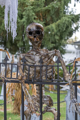 Skeleton models at Halloween outdoors.