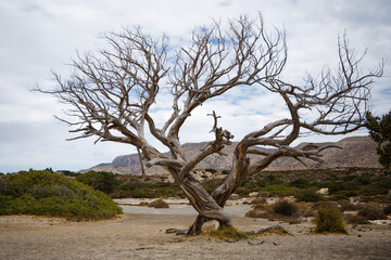 tree in the desert