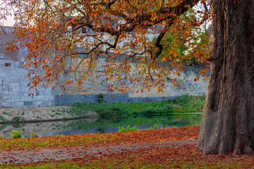 Autumn landscape, Tree trunk in the park with yellow orange leaves, The Aesculus or horse chestnut tree, Stadspark public green space with fountains and playgrounds in Maastricht, Limburg, Netherlands