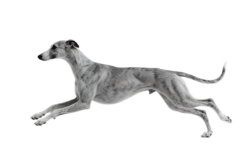 A greyhound dog in mid-air, showcasing its sleek body and fast running motion.