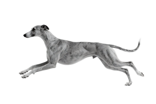 A greyhound dog in mid-air, showcasing its sleek body and fast running motion.