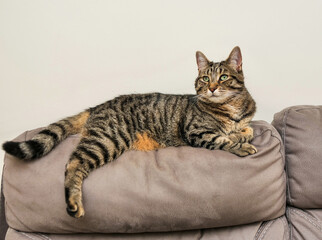 Calm and relaxed tabby cat laying on a back of a suede couch sofa. Good looking and well looked after home pet relaxes during busy day.