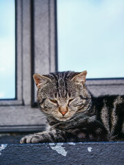 Rough tabby street cat sitting by a window of a house. Relaxed cute animal living close to people and keeping his independence.