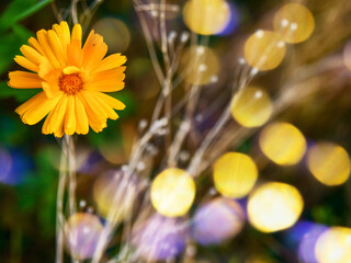 A yellow flower is in the foreground of a blurry background. The flower is surrounded by a bunch of green leaves and stems. The image has a dreamy, ethereal quality to it