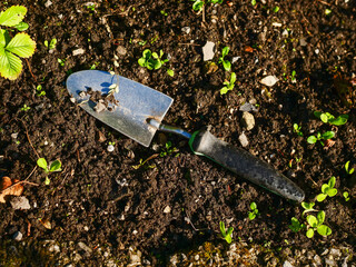 A garden trowel is laying on the ground in a dirt patch. The trowel is bent and has dirt on it. Concept of hard work and dedication to gardening. Simple working tools.