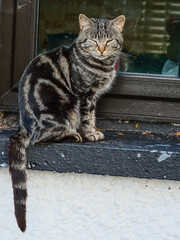 Rough tabby street cat sitting by a window of a house. Relaxed cute animal living close to people and keeping his independence.