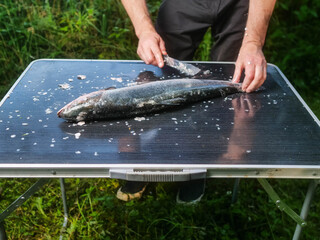 Man de scale fresh salmon on folding camping table, green grass background. Fish cooking on a trip to nature. Fishmonger at work. Cleaning fish properly for better quality.