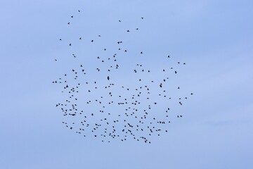 flock of birds flying in the blue sky, closeup of photo