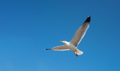 seagull flying in the sky