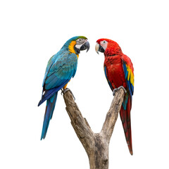 Obraz premium Couple Of Macaw's Bird sit on tree branch isolated on white transparent background, PNG 