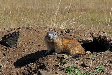 giovane marmotta sulla sua tana