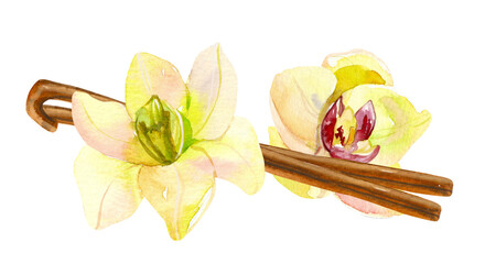 Watercolor hand painted vanilla plant and flowers illustration isolated on white background. Orchid flower hand drawn clip art