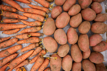 Fresh carrots and potatoes from the harvest