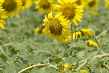 Closeup of a sunflower growing in a field of sunflowers during a nice sunny summer day, Sunflower natural background. flower blooming, Beautiful field of blooming sunflowers, Chakwal, Punjab, Pakistan
