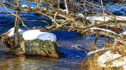 Watercourse in the Pyrenees Orientales mountains in France. Fir forest, rock and tree trunk under the snow.
